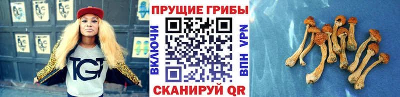 наркотики  Каневская  Псилоцибиновые грибы ЛСД 